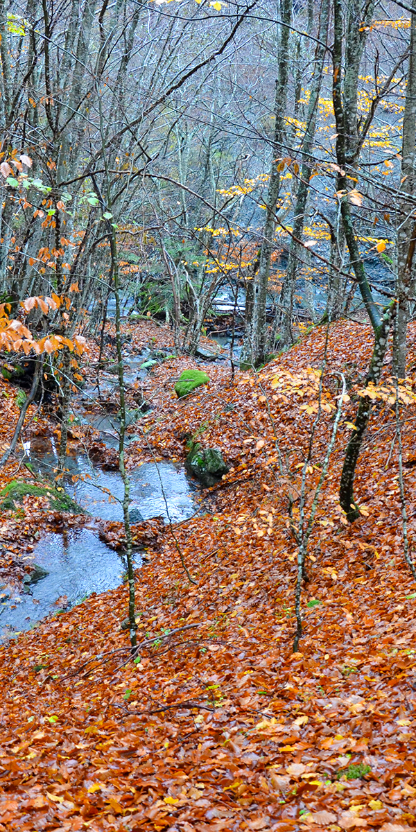 autunno ruscello 1_1200x600