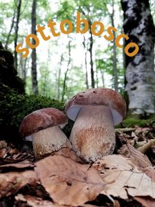 Il tema del sottobosco